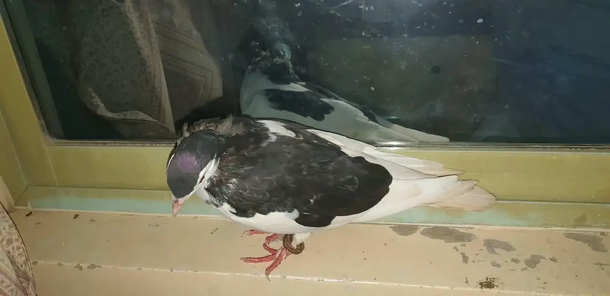 pati wale or sharizi ka pair ando ( eggs ) ke sath!!! — photo 12