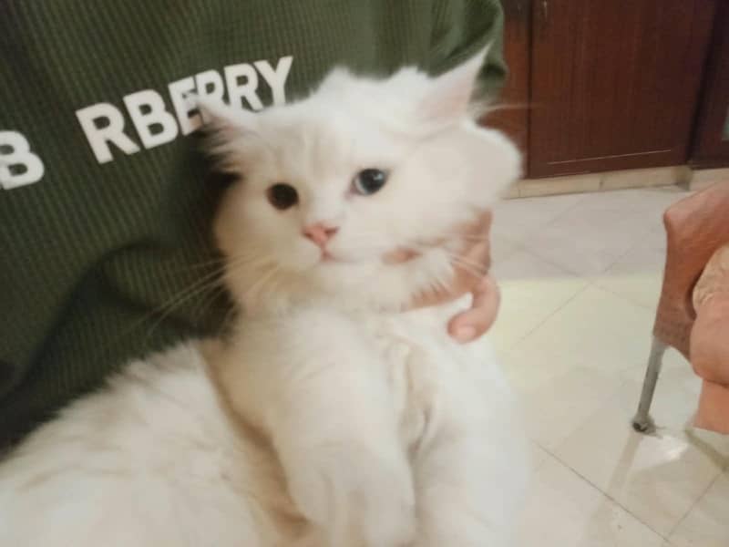 coco cats 0