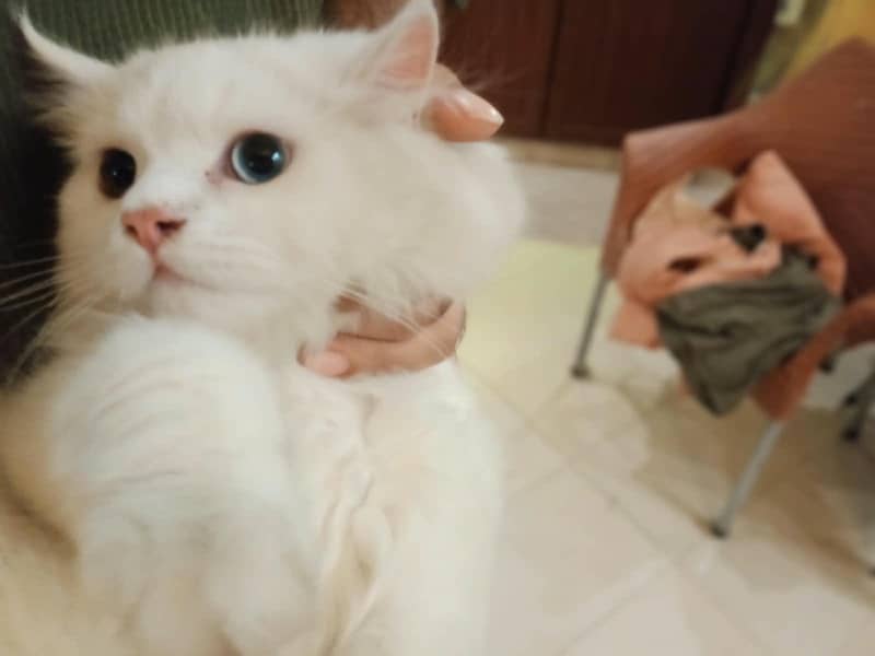 coco cats 1