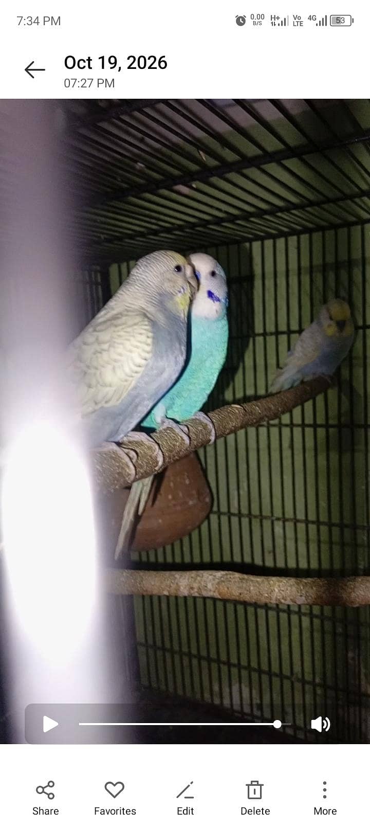 Australian breader pair 0