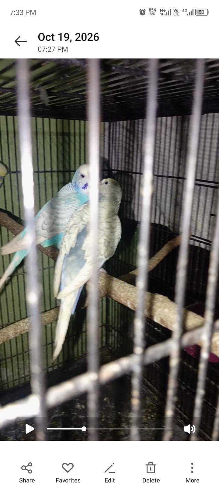 Australian breader pair 5