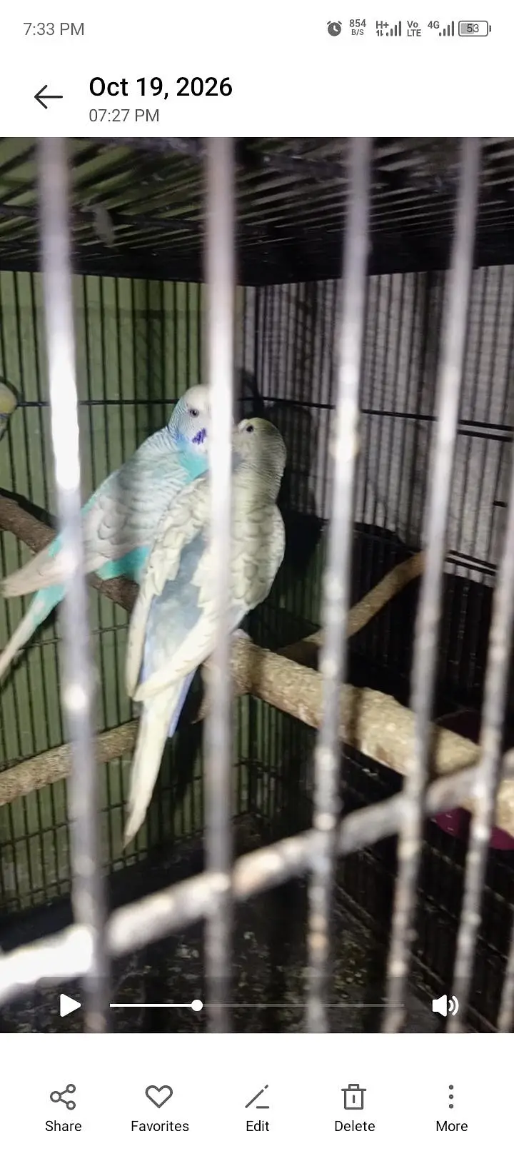 Australian breader pair — photo 6