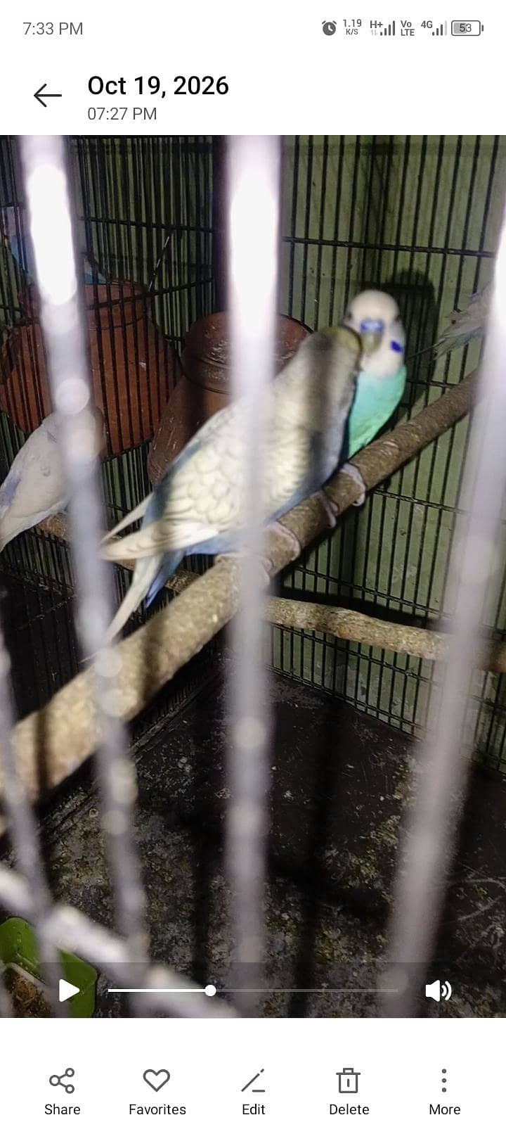 Australian breader pair 7