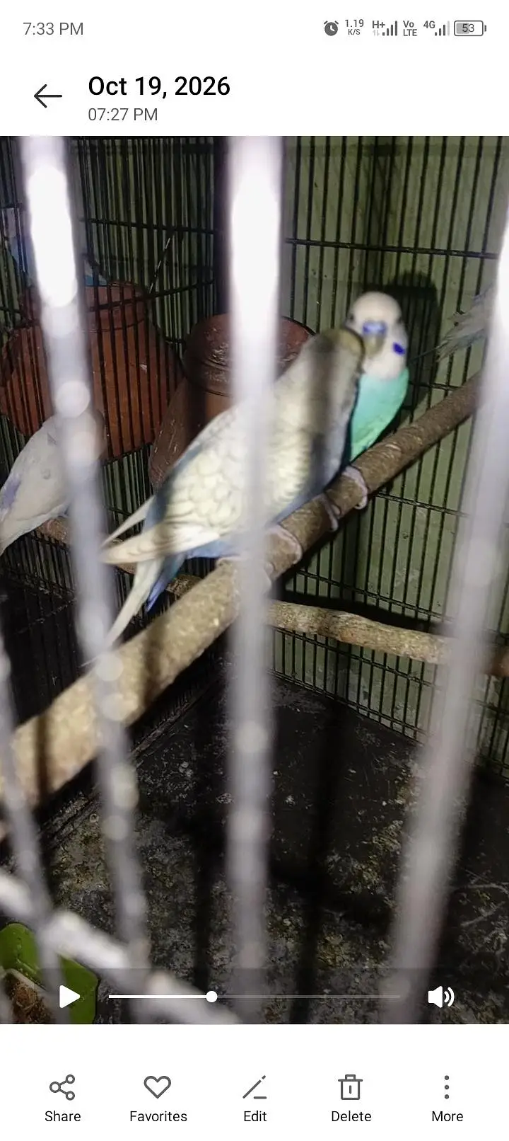 Australian breader pair — photo 8