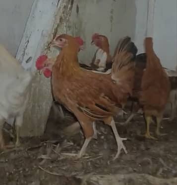 Golden Misri Home Bred 5 - 5.5 Months Old Murghey for Sale in Karachi