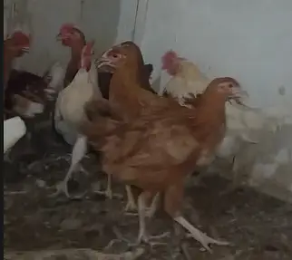 Golden Misri Home Bred 5 - 5.5 Months Old Murghey for Sale in Karachi — photo 2