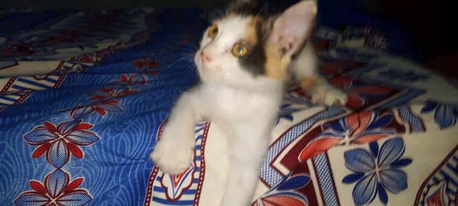 Persian cat multi color