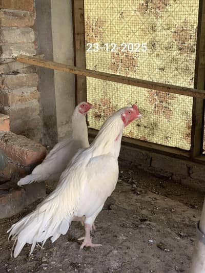 heera aseel murgha for sale nar paper white