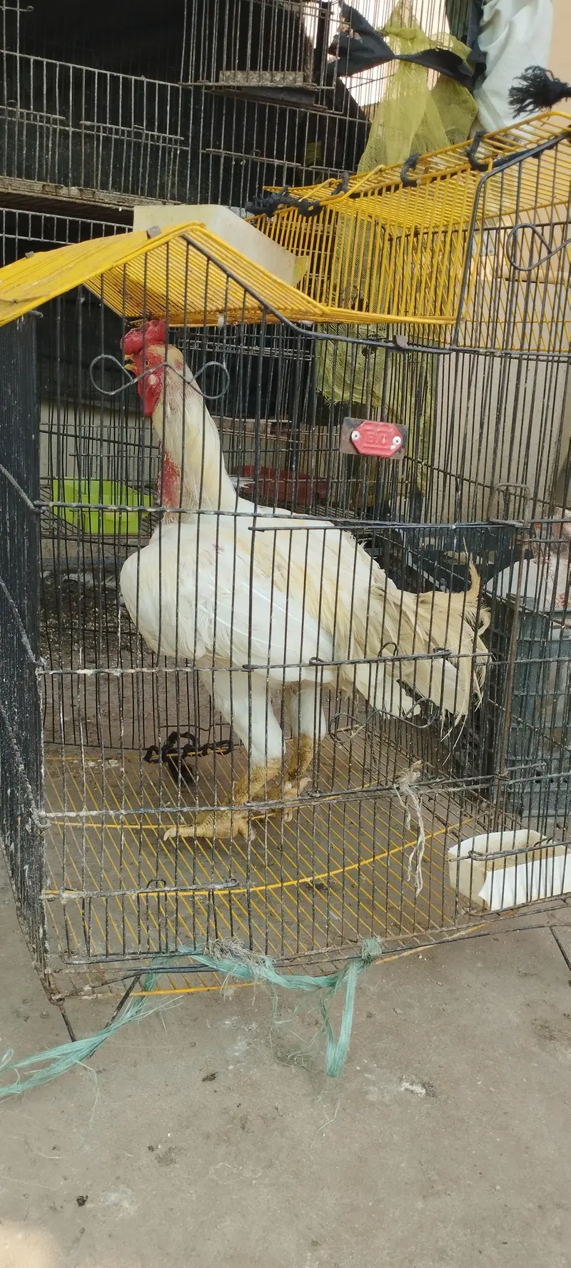 az aseel farming — photo 2