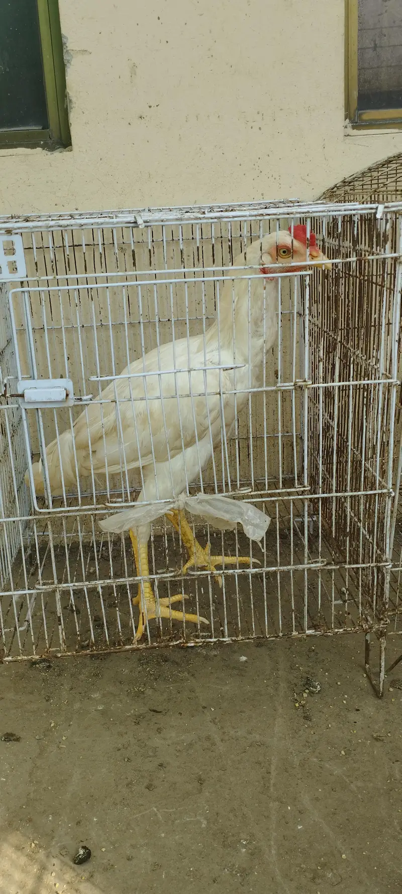 az aseel farming — photo 3
