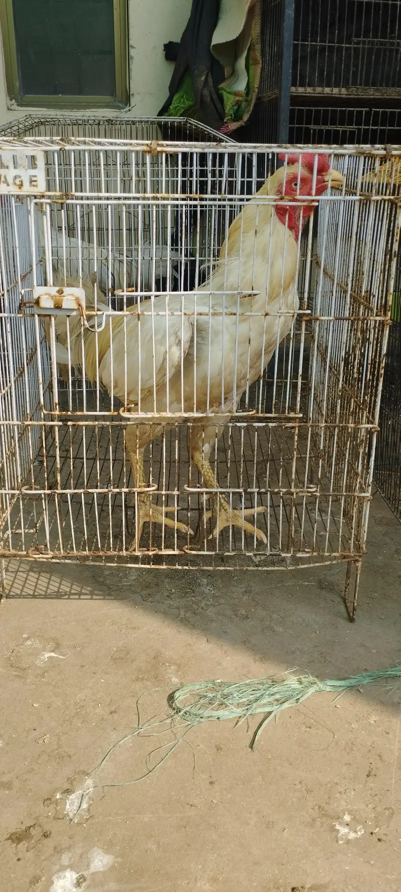 az aseel farming — photo 4