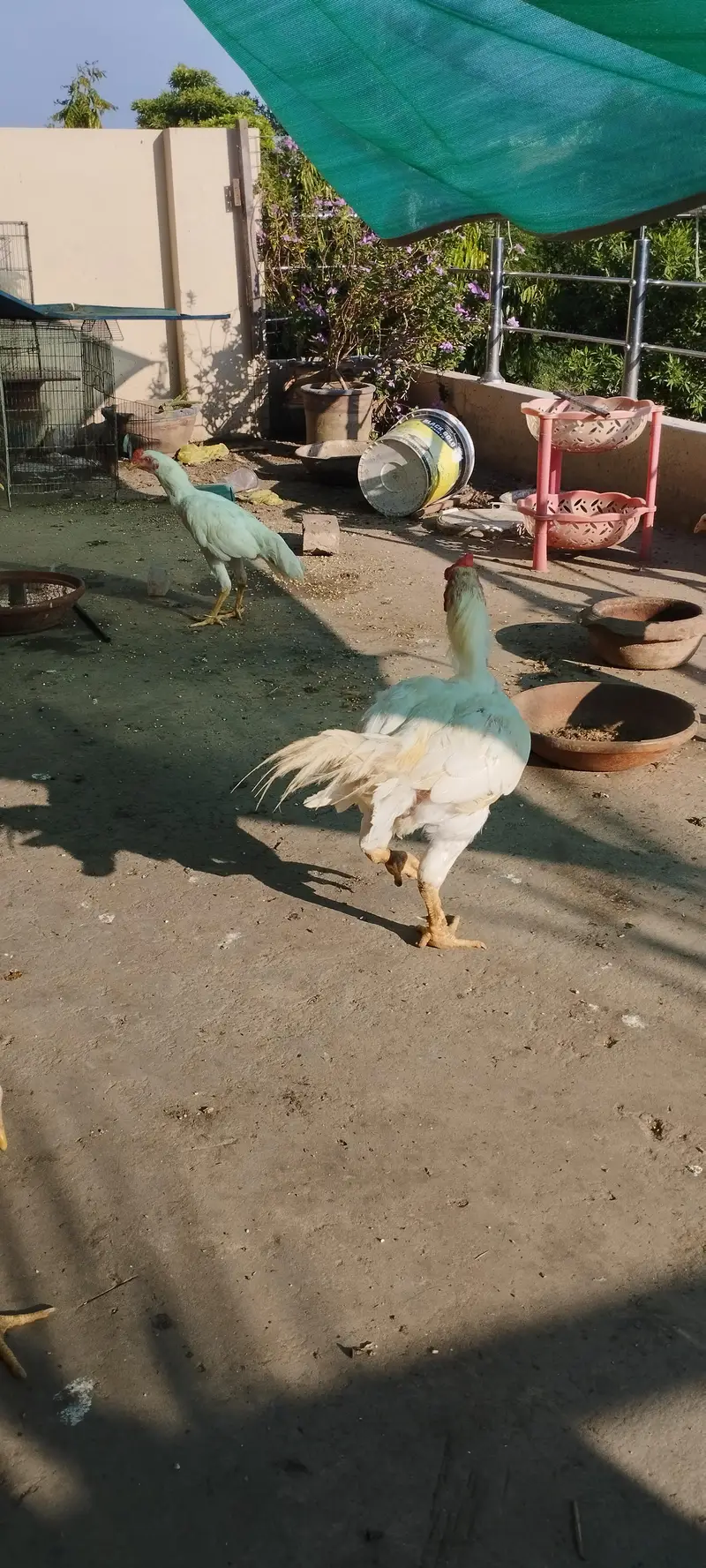 az aseel farming — photo 5