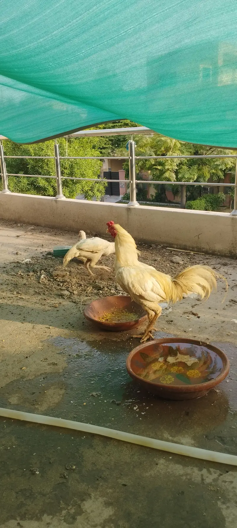 az aseel farming — photo 6