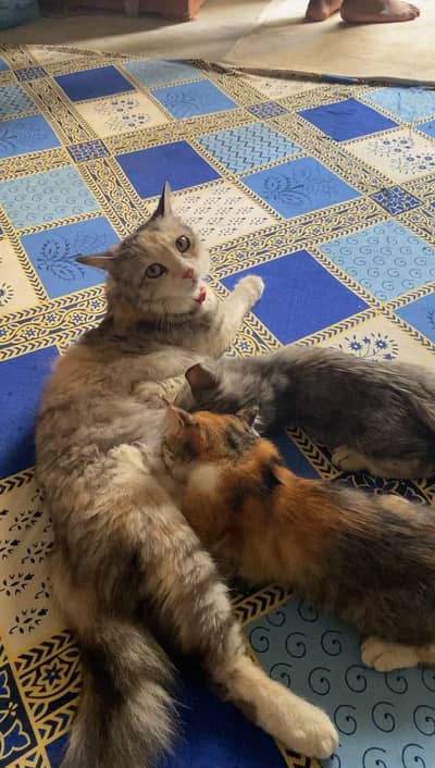 Persion cat with 2 kittens