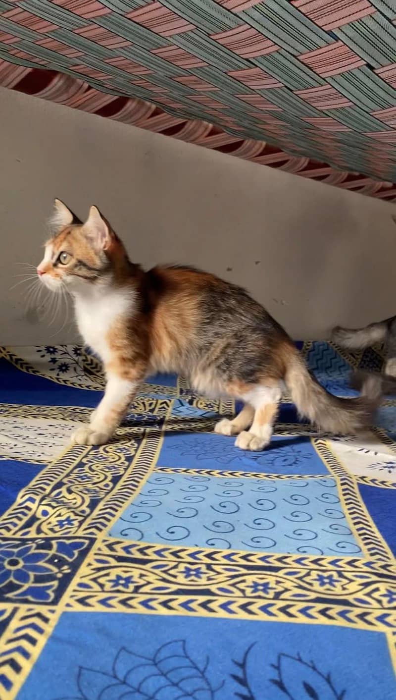 Persion cat with 2 kittens 1