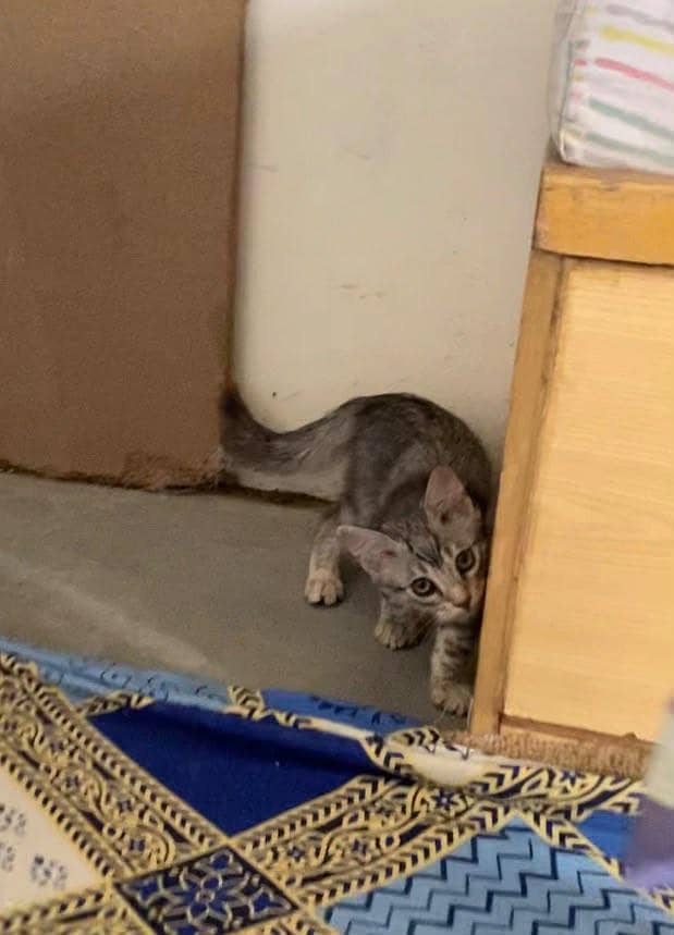 Persion cat with 2 kittens 2