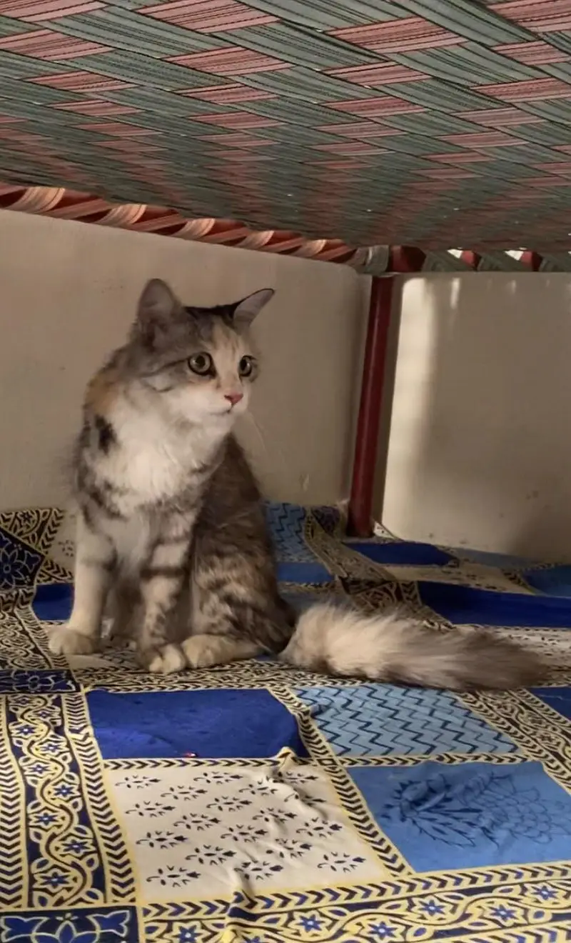 Persion cat with 2 kittens — photo 4