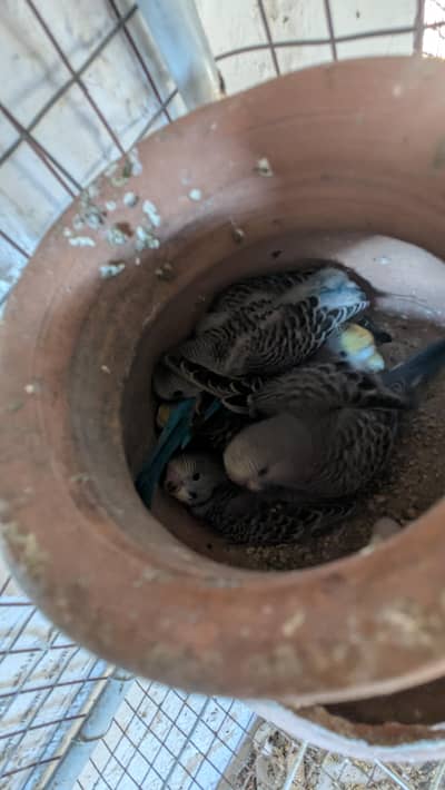 Budgie breeder pair