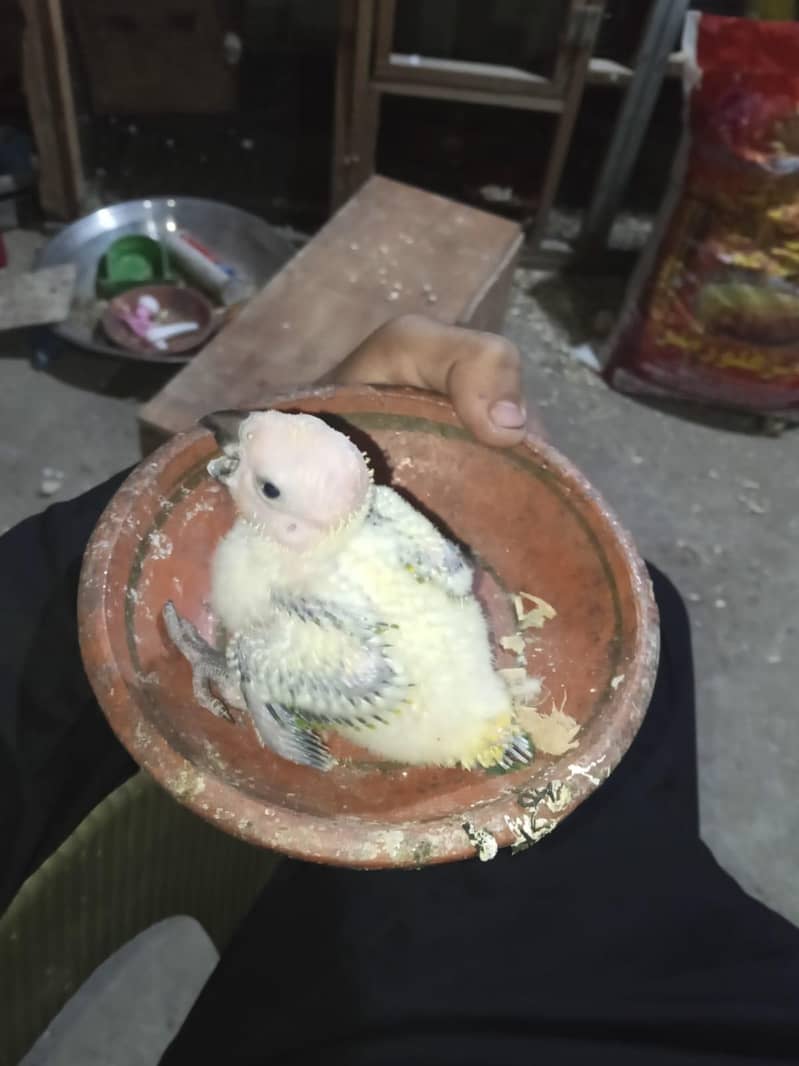 sun conure check 1