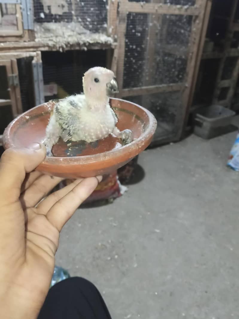 sun conure check 4