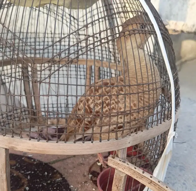 Irani Teetar — photo 2