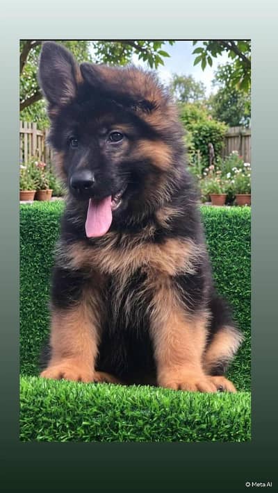 GERMAN SHEPHERD FEMALE PUP PROPER LONGCOAT DARK PIGMENTS FOR SALE