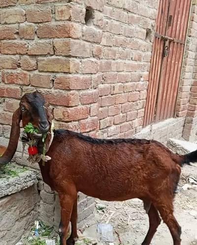Beetal bakri