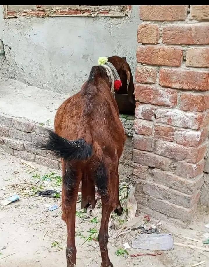 Beetal bakri 1