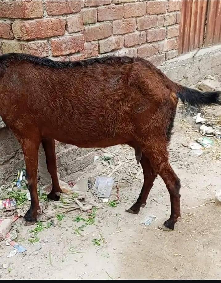 Beetal bakri 2