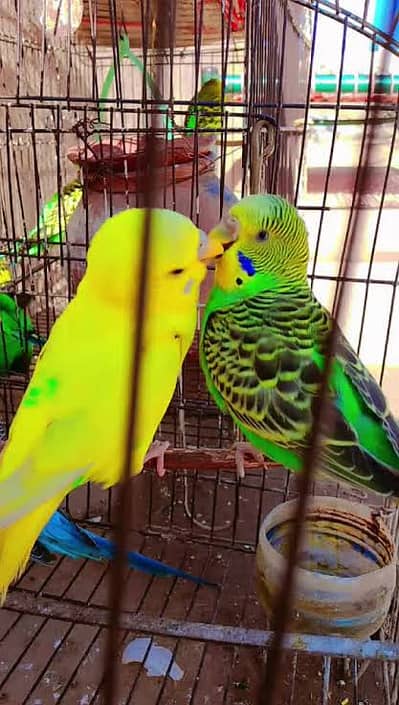 Indian Ringneck, Budgies & Lovebirds For Sale | Sukkur | Munasib Dema