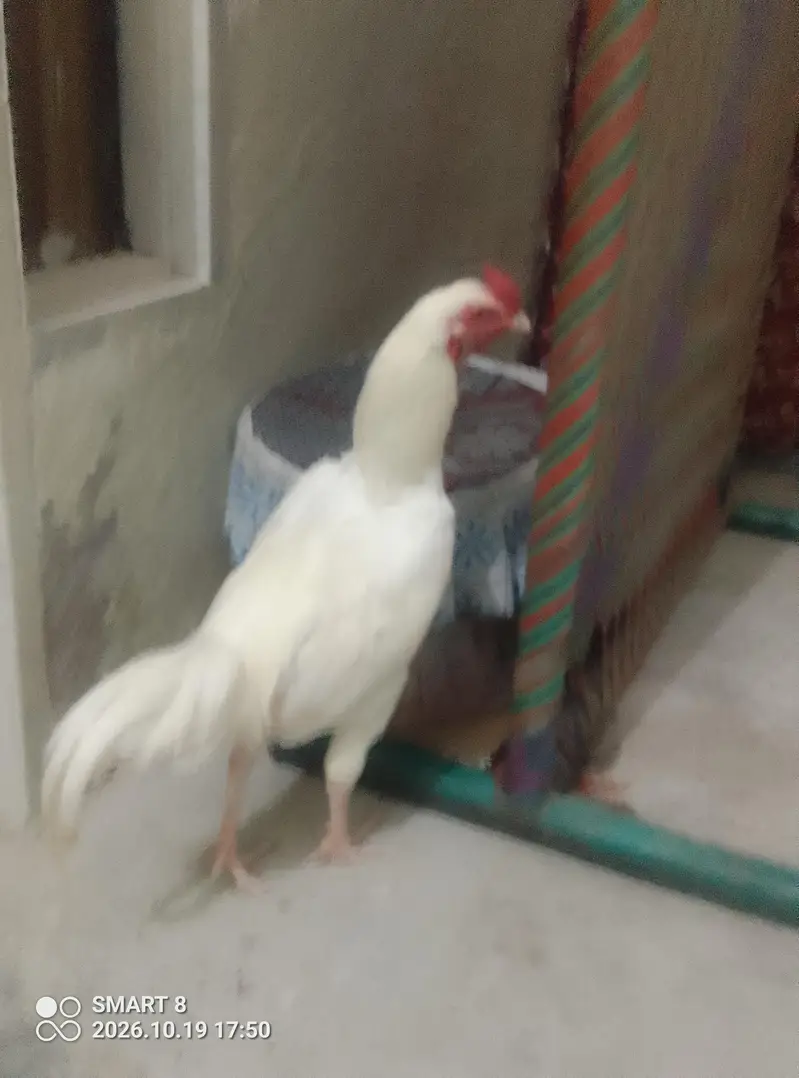 All to all ok aseel heera — photo 7