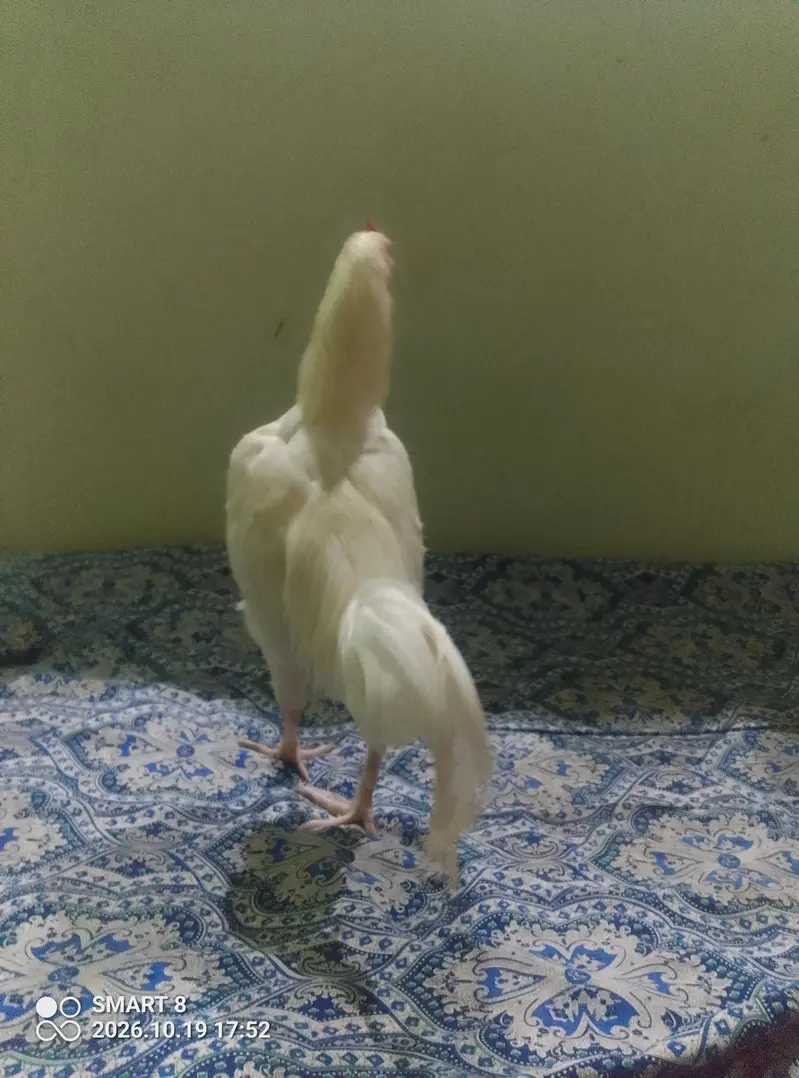 All to all ok aseel heera — photo 8