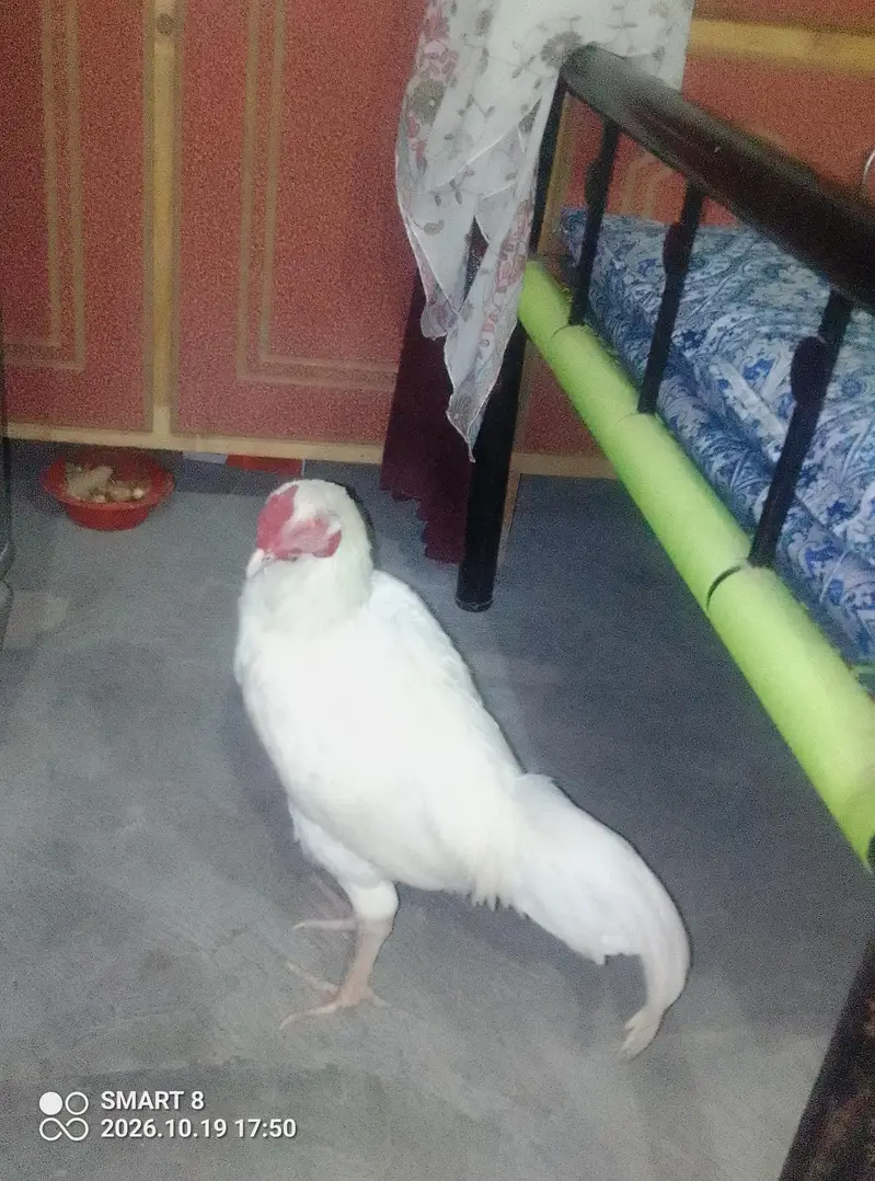 All to all ok aseel heera — photo 11
