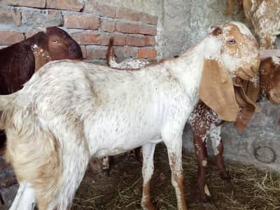 Healthy Goats for Sale at Reasonable Price