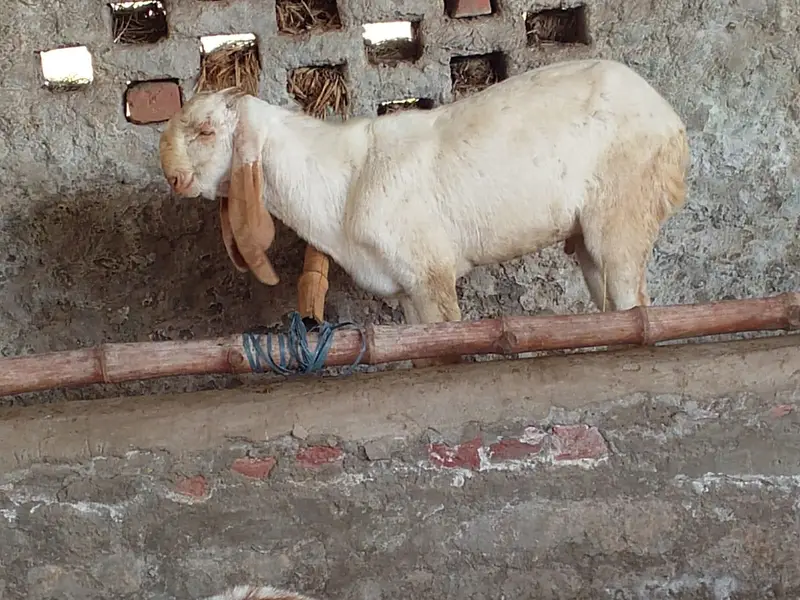 Healthy Goats for Sale at Reasonable Price — photo 2