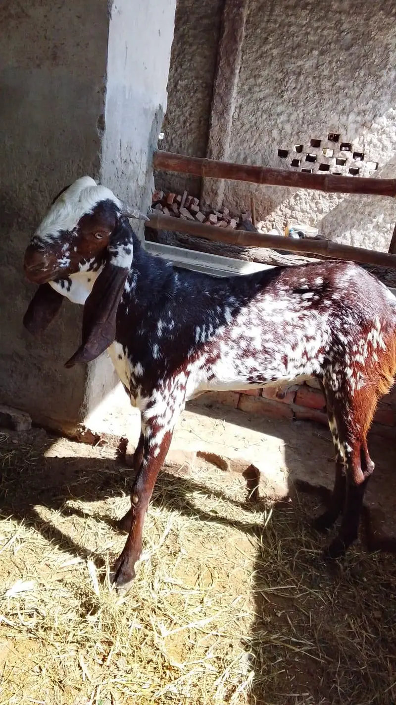 Healthy Goats for Sale at Reasonable Price — photo 3