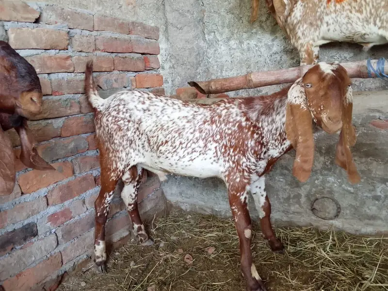 Healthy Goats for Sale at Reasonable Price — photo 4