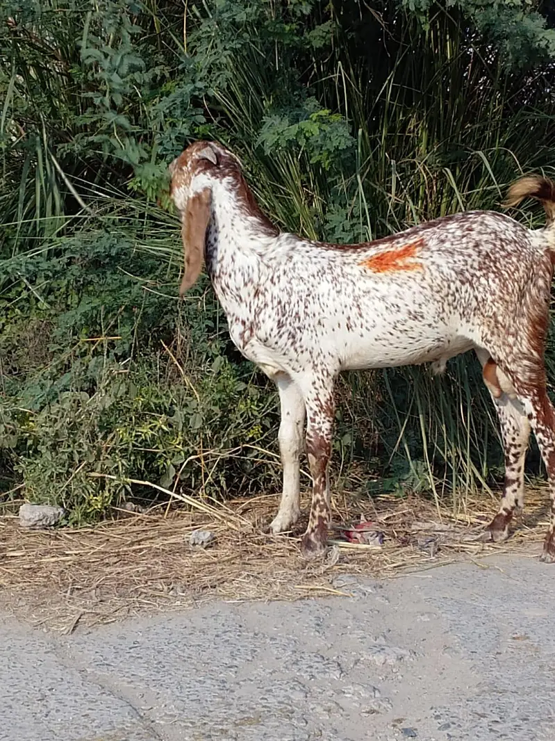Healthy Goats for Sale at Reasonable Price — photo 5