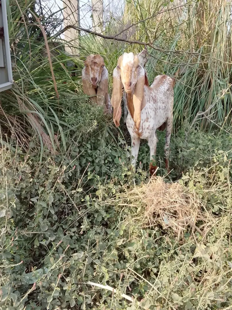Healthy Goats for Sale at Reasonable Price — photo 7