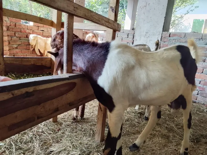 Healthy Goats for Sale at Reasonable Price — photo 8