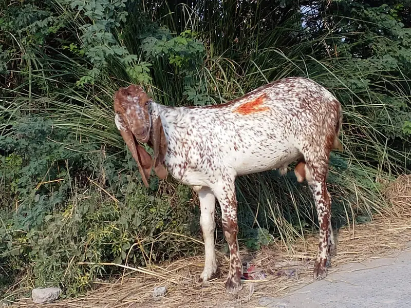 Healthy Goats for Sale at Reasonable Price — photo 10