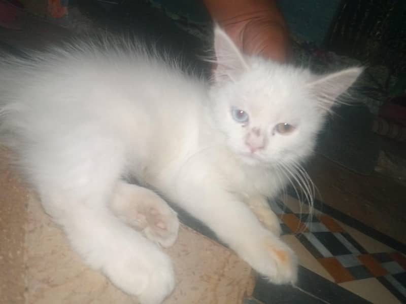talha 0