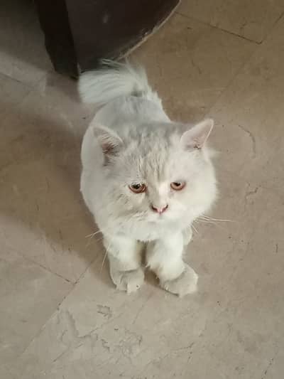 White Persian Cat Family