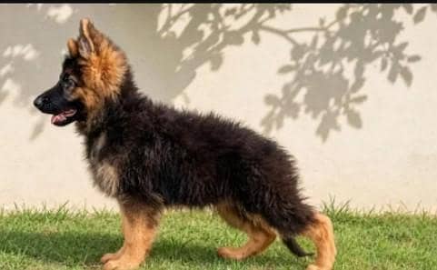 German Shepherd  Puppies 03456011805