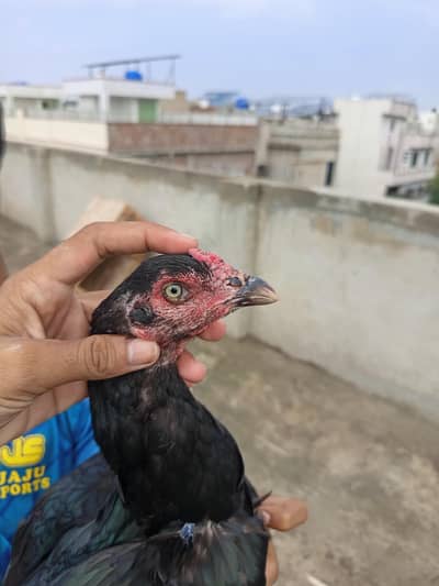 urgent sale  | Pakistani Aseel | Aseel Hen For Sale