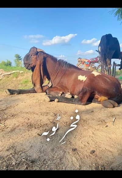 beetal male goats and mongphali Missa available