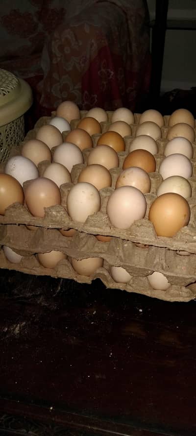 Desi eggs home production