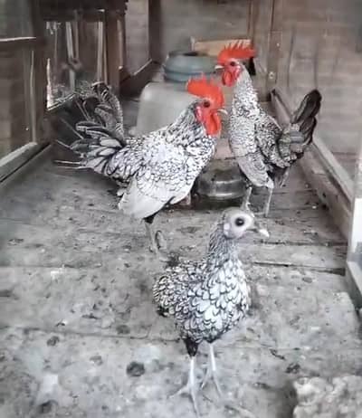 Silver Sebright Breeder Pair
