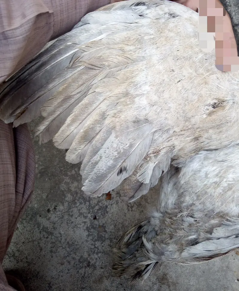 High quality heavy ash clr aseel feml — photo 2