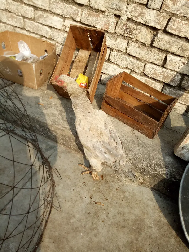 High quality heavy ash clr aseel feml — photo 4